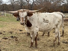 MN Charro's Lover Girl
