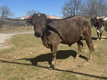 MN Charro's Grey Chex