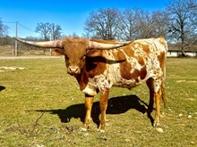 MN Charro's  Playboy Angel