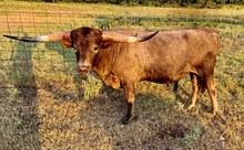 MN Charro's Grey Chex