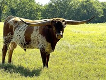 MN Charro's  Playboy Angel