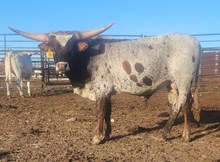 HCR Cimarron