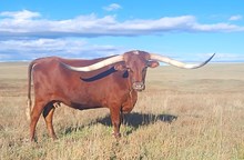 JTW RED DIRT SIREN