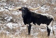 LAZYJ'S FIFTH SYMPHONY