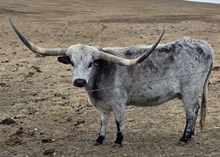 HCR TOP HANDS GLORIOUS