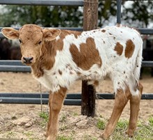 Cowboy Tuff Chex x SHR Jubilee CFA