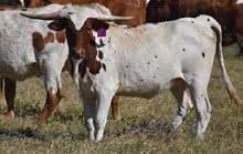 WT KID ROCK X TS GIANNA (H) TAG 432