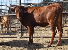 WT KID ROCK X GM APA'S MONICA IMAGE TAG 436