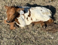 COWBOY TUFF CHEX X SHR JUBILEE CFA (H) ET