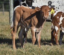 RJF ALWAYS AWESOME X WT KID ROCK (H) TAG 526