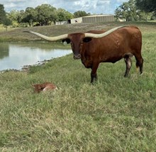 RJF ALWAYS AWESOME X WT KID ROCK (H) TAG 526