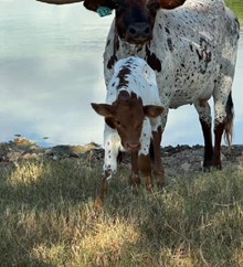 RJF ASTONISHING 132 X WT KID ROCK (B) TAG 531