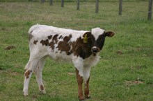 DORTHY'S BULL CALF TAG 148