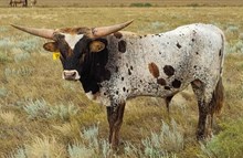 HCR Cimarron