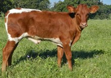 DILLON X TJ KYLIE'S KLOWN HEIFER CALF