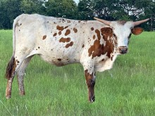 Hangin Tuff x 3P Total Re Specked heifer