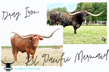 Drag Iron x RC Pacific Mermaid Frozen Embryo