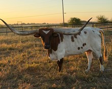 GLH DRAGON THEME 🇺🇸