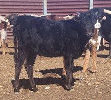 HCR Ebony