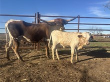 7BR Bonita Drag Iron