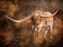 SEMEN-WT KID ROCK-1 SEXED STRAW