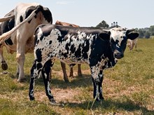 KVR Double Wild Child