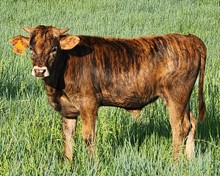 HCR Jubilee Rebel
