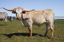 KVR Smokin' Funny Things