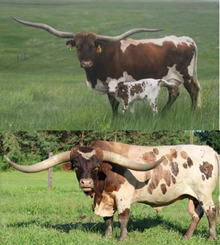 Embryo Lot TJ Kylies Klown x M.C. Mr. Big Stuff