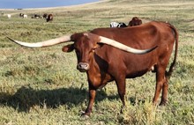 JTW RED DIRT SIREN