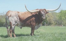 WYOMING WARPAINT
