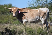 WT KID ROCK X RJF LAIKYN 226 (H) TAG 424